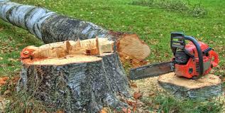 Best Storm Damage Tree Cleanup  in Broomall, PA