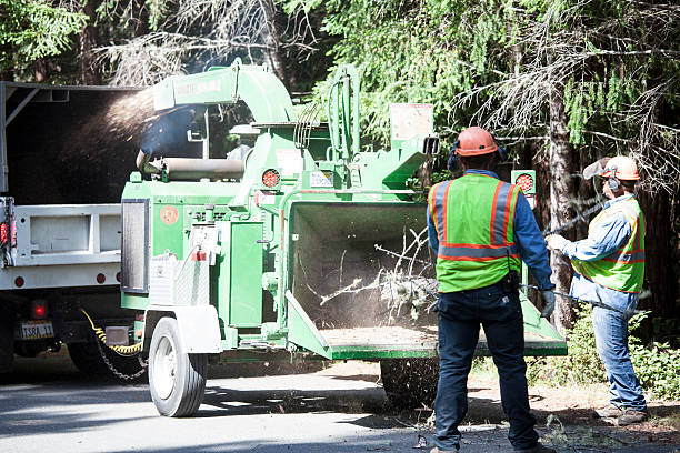 Best Tree Mulching  in Broomall, PA