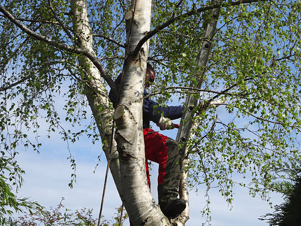 Best Utility Line Clearance  in Broomall, PA