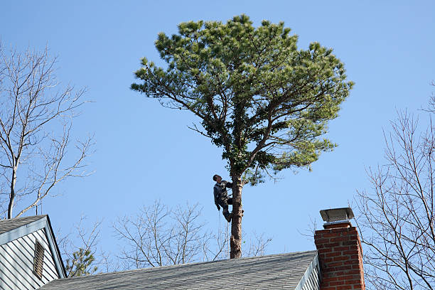 Best Commercial Tree Services  in Broomall, PA