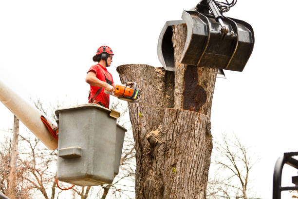 Best Hazardous Tree Removal  in Broomall, PA